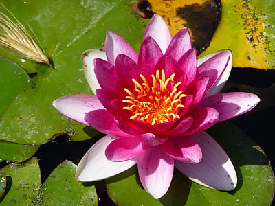 water lily, màu hồng, Blossom, Hoa, Ao