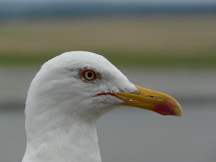 gull, bird, sea, sea ​​bird, ornithology, fauna