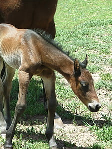 filly, newborn, bay, foal, horse, farm, mare