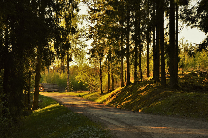 Západ slunce, Příroda, strom, Švédsko, krásně, Les, venkovní