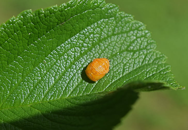 larva de joaninha, vista superior, close-up, joaninha, larvas, inseto, benéfico