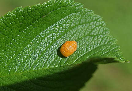 ladybug larvae, top view, close-up, ladybug, larvae, insect, beneficial