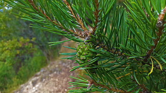 pine cones, pine, needles, tap, tree, conifer, close