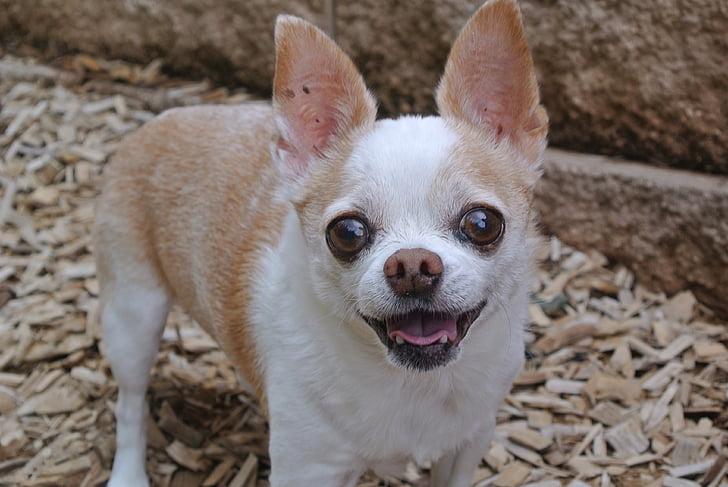 Chihuahua, con chó, Dễ thương, vật nuôi, động vật, Chihuahua - chó, răng nanh