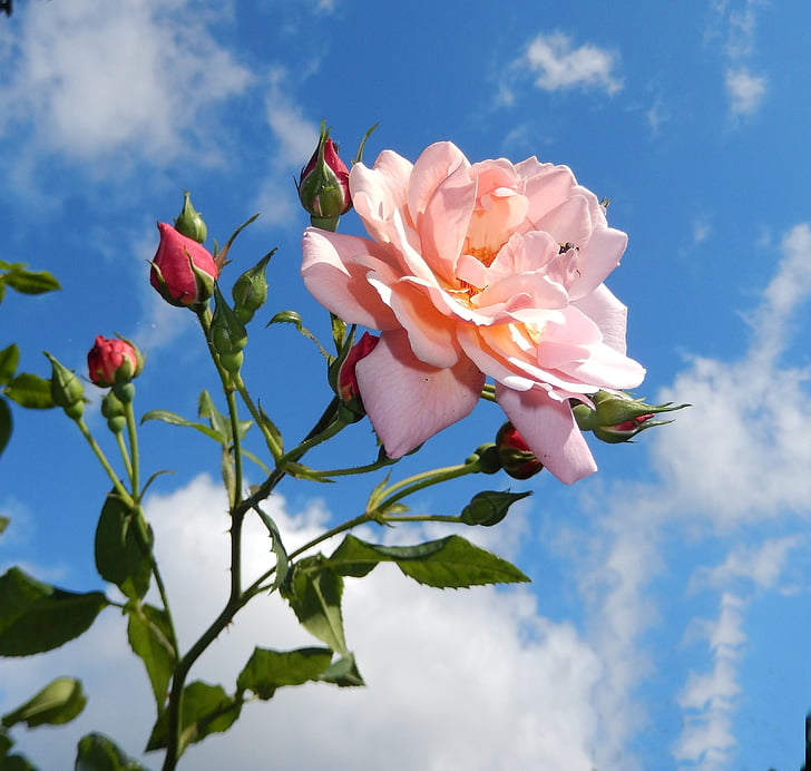 Роза, Градина, Блосъм, Блум, природата, розово, Rosebush