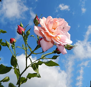 color de rosa, jardín, flor, floración, naturaleza, rosa, Rosal