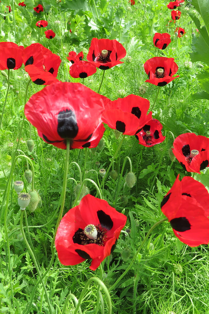 poppies, poppy, red, flowers, rememberance, summer, field