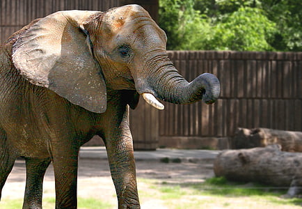 elefante, Parque zoológico, naturaleza, animal, selva, Safari, zoológica