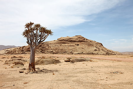 Namíbia, Àfrica, sequera, sec, arbre, desert de, sorra