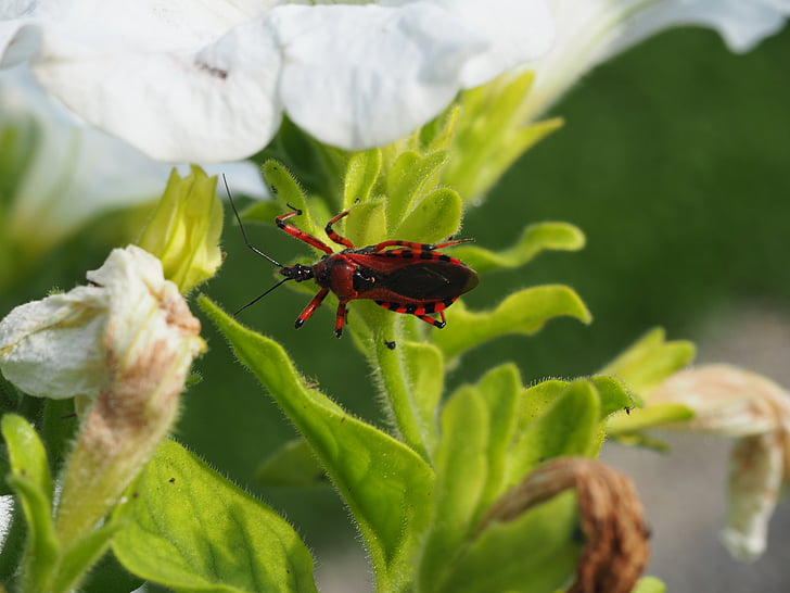 kumbang, merah, hitam, alam, Taman