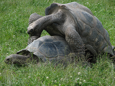 tortues, animal, Zoo, Loi sur les, sexe, reproduction