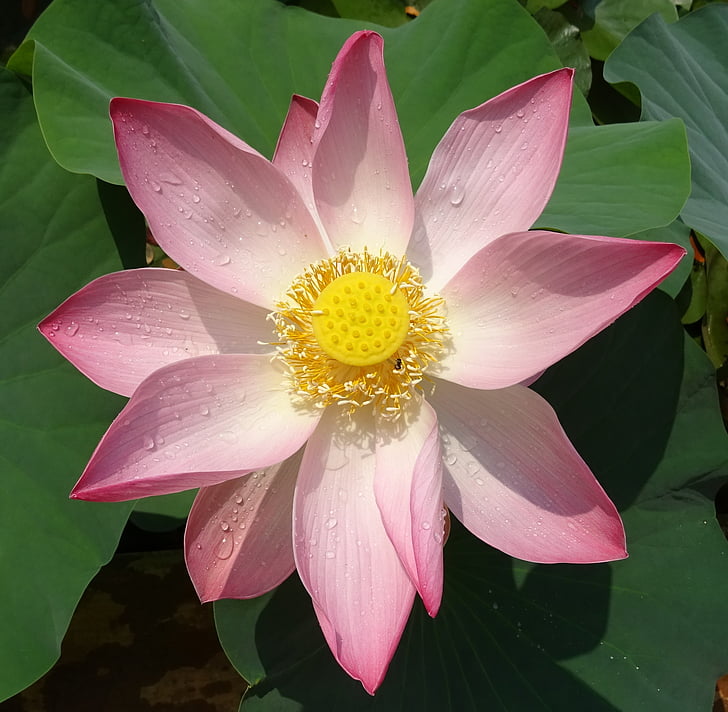 Lotus, floare, roz, nelumbo, nucifera, stamen, pistil