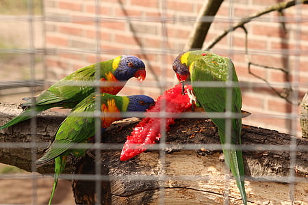 putni, papagailis, krāsains, zooloģiskais dārzs