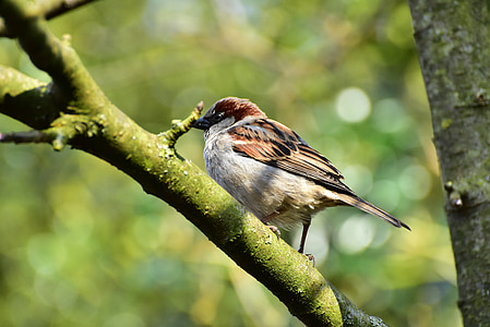 House sparrow, Sparrow, burung, sperling, hewan, alam, Songbird