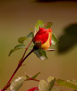 Róża, kwiat, róże, Natura, Flora, bladoróżowa Róża, liście róży