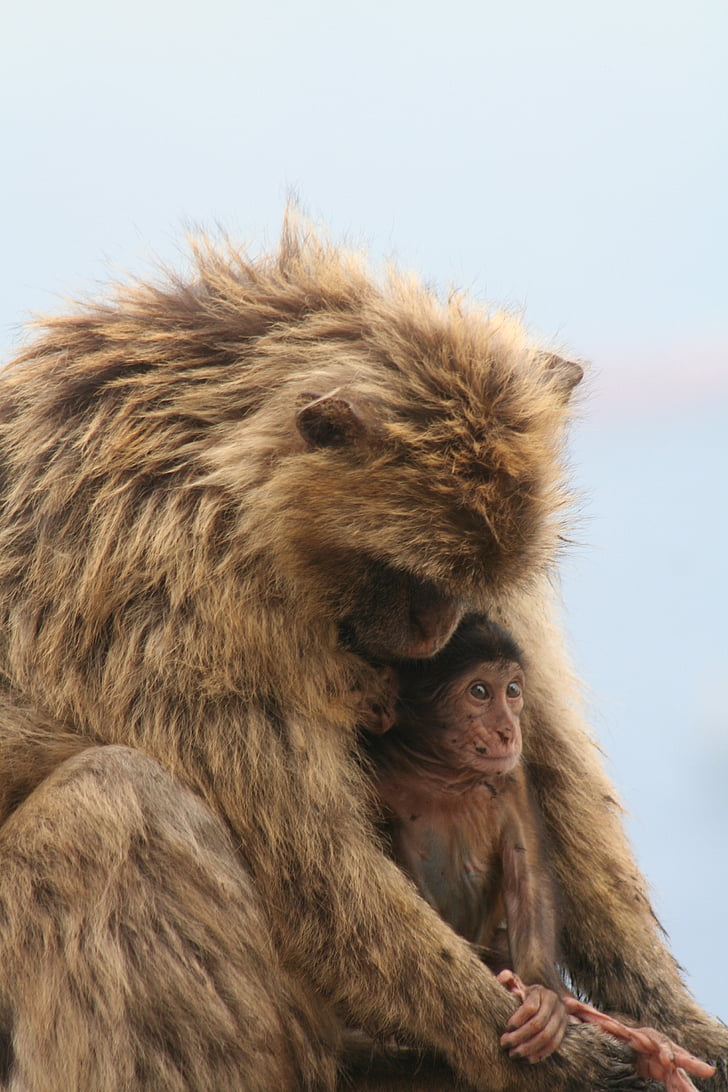Barbary ape, Gibraltar, abe