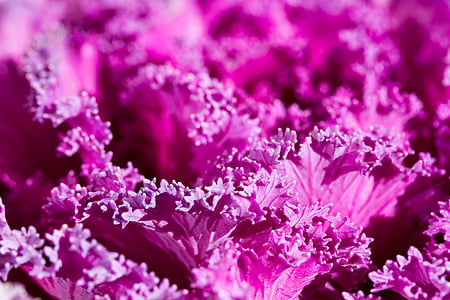 紫, 工場, 抽象的な, バック グラウンド, キャベツ, 鉢植えの植物, 花