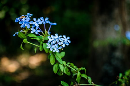Myosotis, flors, natura, blau, bonica, fulles, fulla