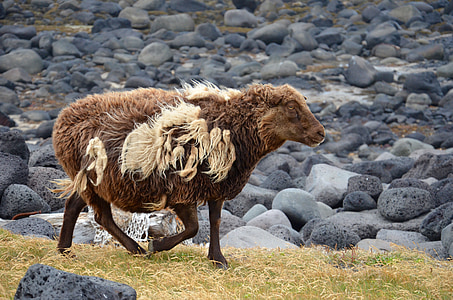 fåren, djur, Island, ull, däggdjur, päls