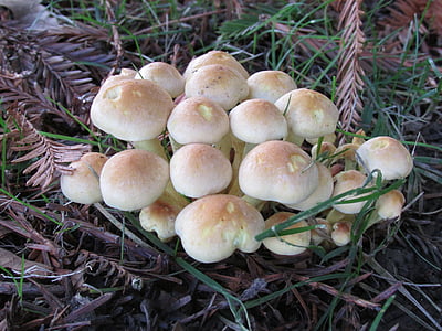 fungo, Collybia, funghi, fungo, foresta, Oregon, boschi