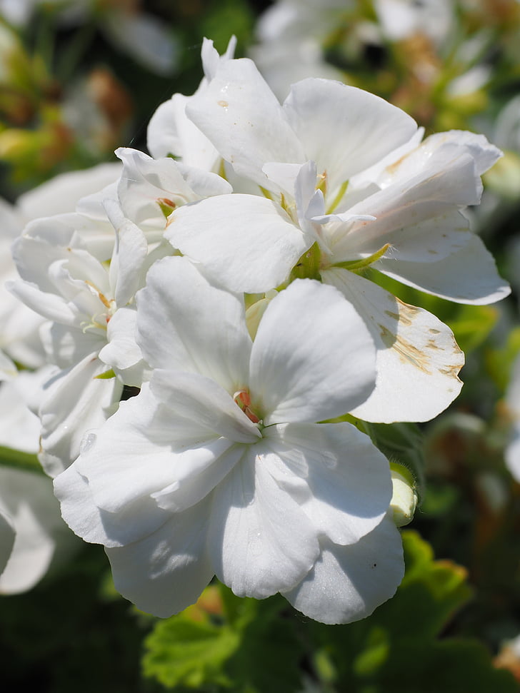 Geranie, Blüte, Bloom, weiß, Balkon-Anlage, Zierpflanze, Blume