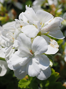 géranium, Blossom, Bloom, blanc, plante de balcon, plante ornementale, fleur