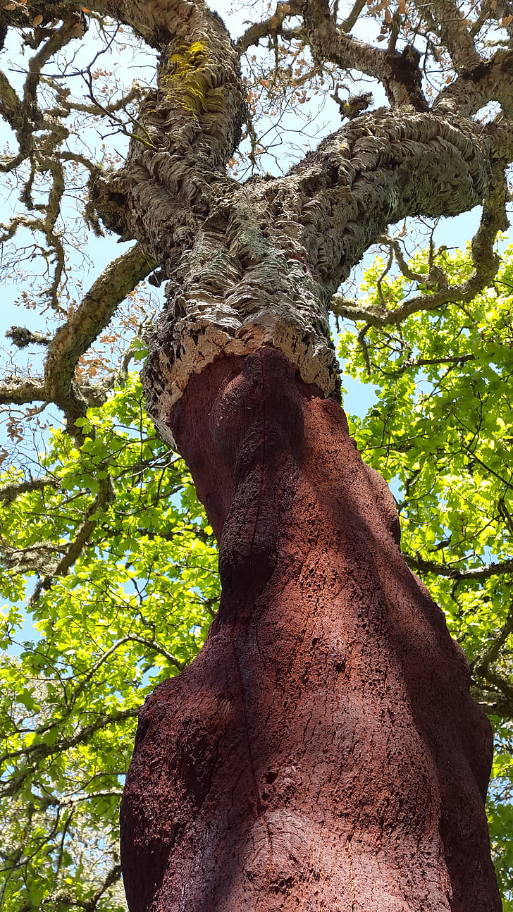 korkkitammi, lehtipuu, Quercus suber, Välimeren, Sardinia, Cork, kuori