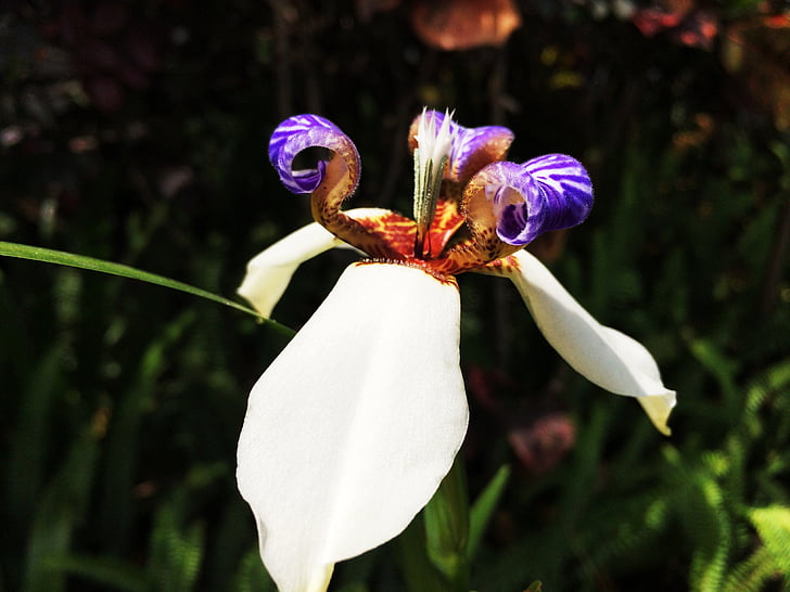 forår, blomster, Iris