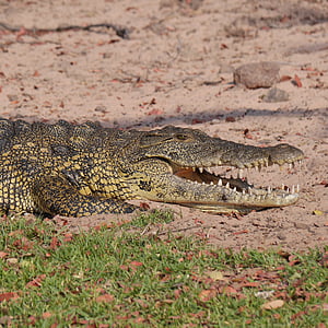 Krokodil, Namibia, Tiere, Safari, die Welt der Tiere, Tierwelt, wildes Tier