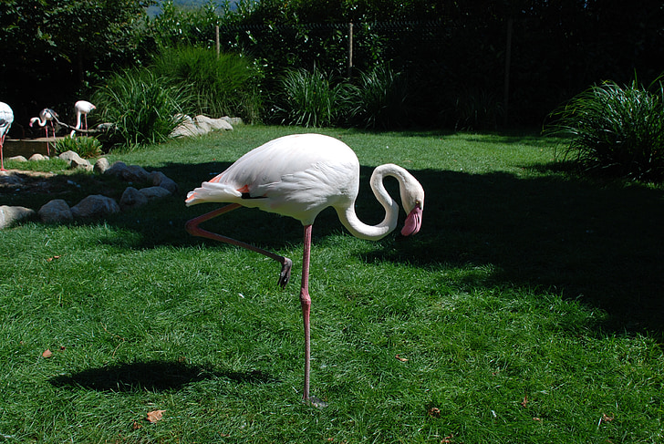 フラミンゴ, 鳥, ピンク, ホワイト, 動物園