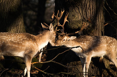 deer, animal, horn, wildlife, forest, woods, trees