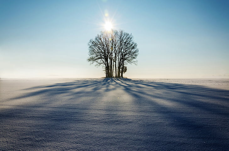 ziemas, ainava, koks, vientuļi, sunsige, blāzma, ēna