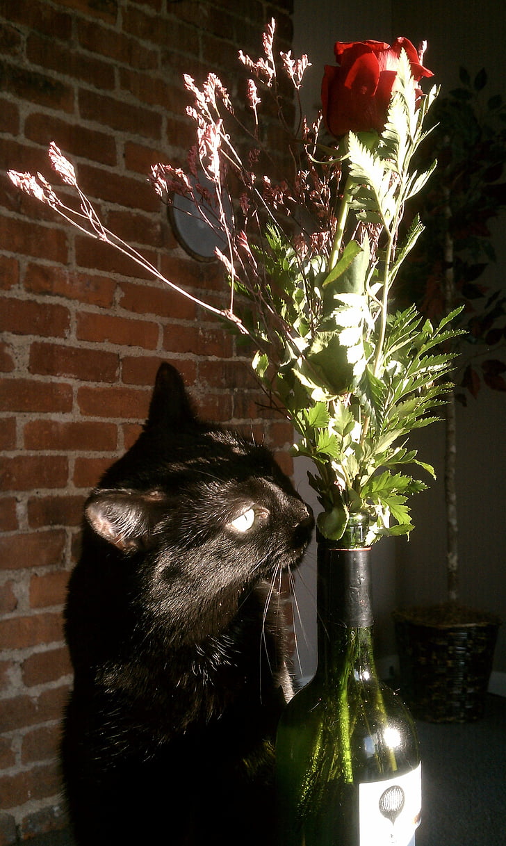 Katze, Vase, stieg