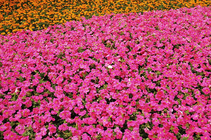flowers, pink, orange, spring, nature, floral, blossom