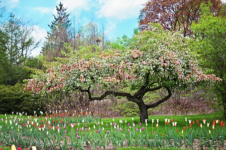 春天, 粉红色的花朵, 粉红色的树, 自然, 花朵, 朵朵, 花