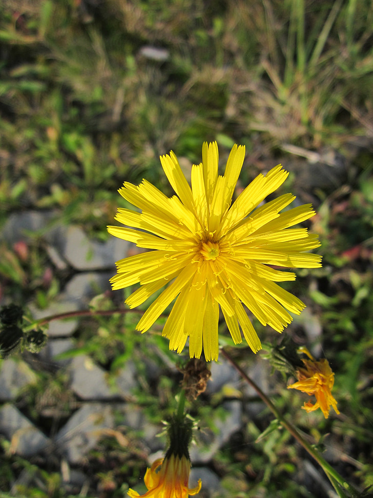 sow thistle, hare thistle, hare lettuce, wildflower, blooming, yellow, blossom