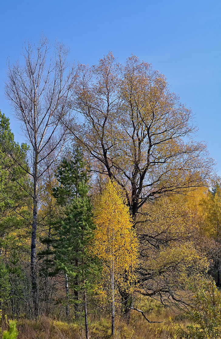 Herbst, Wald, Natur, Goldener Herbst, Herbstwald, Anlage, Foto