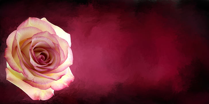 Rosa, flor, planta, mapa, postal, dia de la mare, dia de Sant Valentí