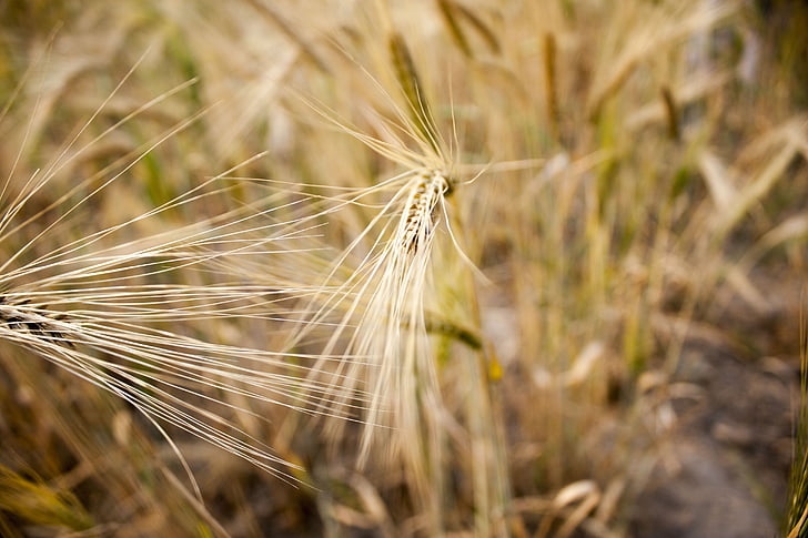 pšenice, pole, pšeničné pole, spike pšenice, obiloviny, špička, zrno