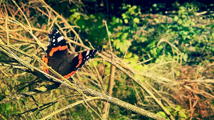 butterfly, green, nature, poland, animals in the wild, animal themes, insect
