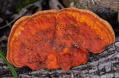 jamur, Orange, pembusukan, kayu, hutan, Queensland, Australia