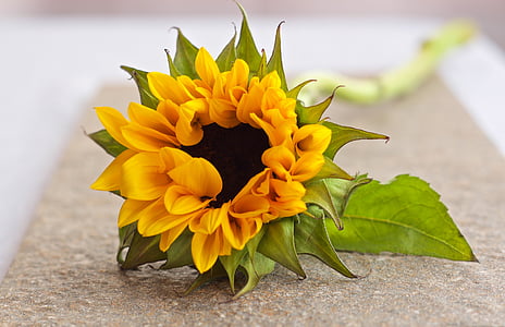 yellow, sunflower, flower, closeup, photo, flower head, petal