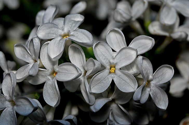 Syringa, pianta, natura, bianco, fiore, Flora, macro