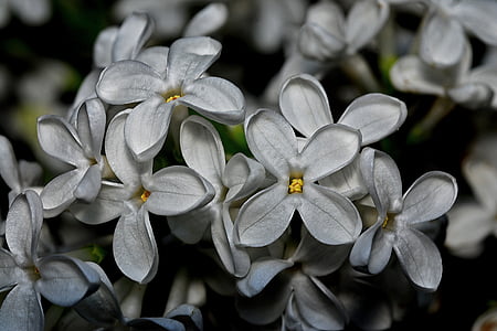 Lilak pospolity, roślina, Natura, biały, kwiat, Flora, makro
