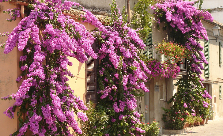 Bougainvillea, Italien, blomster, atri, Abruzzo, blomstermotiver, plante