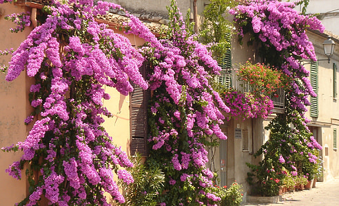 popínavé rostliny, Itálie, květiny, Atri, Abruzzo, květinové, závod