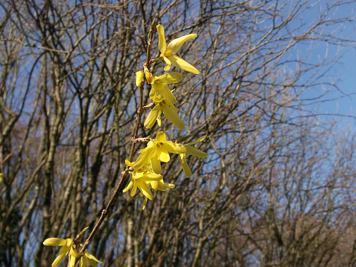 forsythia, ornamental shrub, golden bells, spring