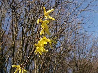 forsythia, Dekoratiivne põõsas, Kuldsed kellad, kevadel