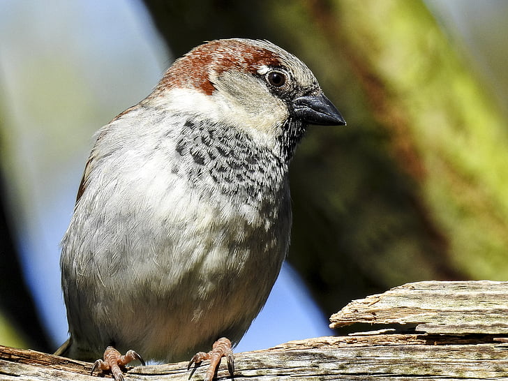 Sparrow, Sperling, Moineau domestique, Songbird, oiseaux de jardin, oiseau, nature