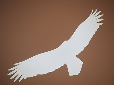 Adler, ptica, obris, letenje, krilo, vektor, ilustracija